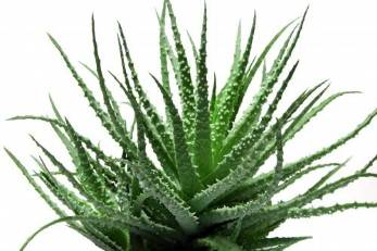 Aloe vera in the composition of Men's Defence